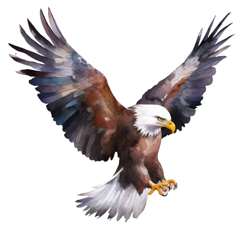 Bald Eagle Clipart, Bird Of Prey, Printable Watercolor Clipart, Digital Download, Flying Eagle