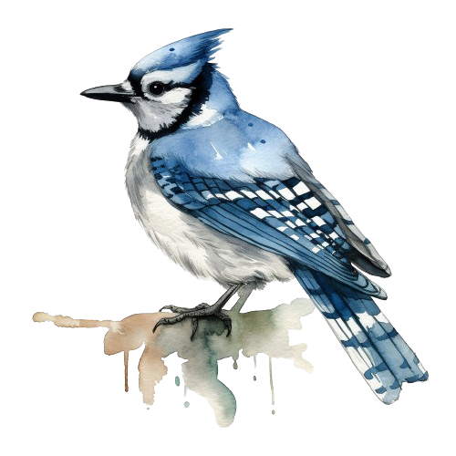Blue Jay Bird Clipart, Watercolor Painting, illustration Art, Cute Clipart, Bird Clipart